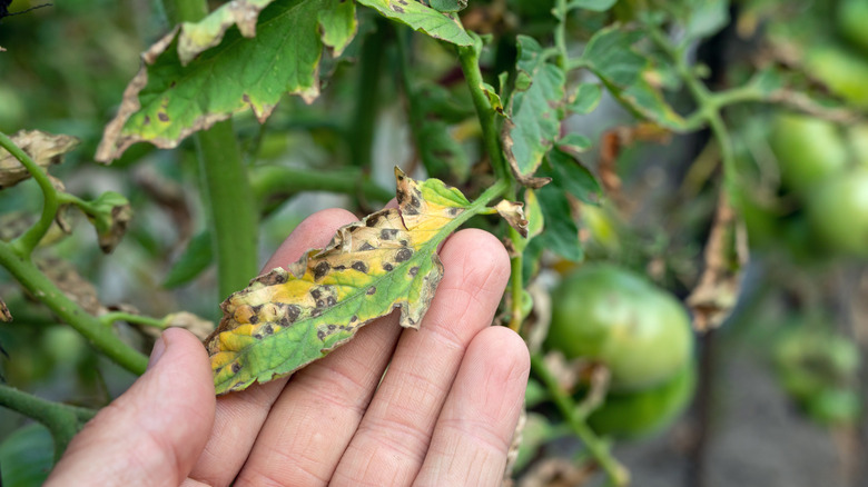 a hand holding infected tomato leaf