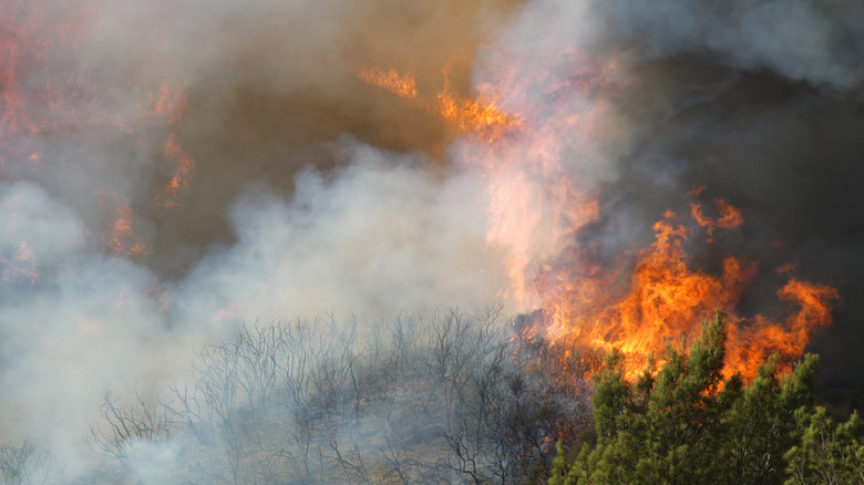 A California wildfire