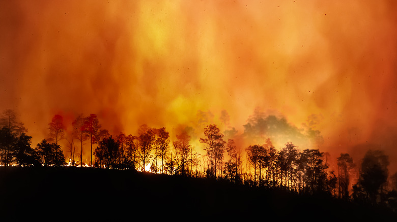 flames in a forest