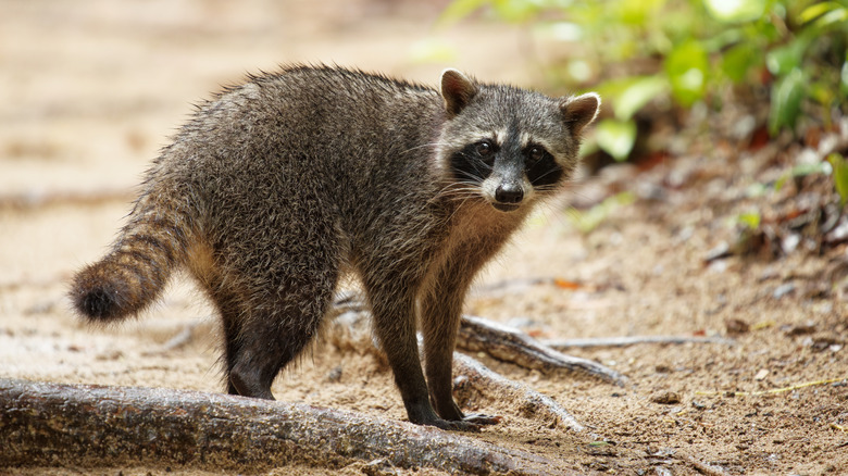raccoon walking on a dirt path