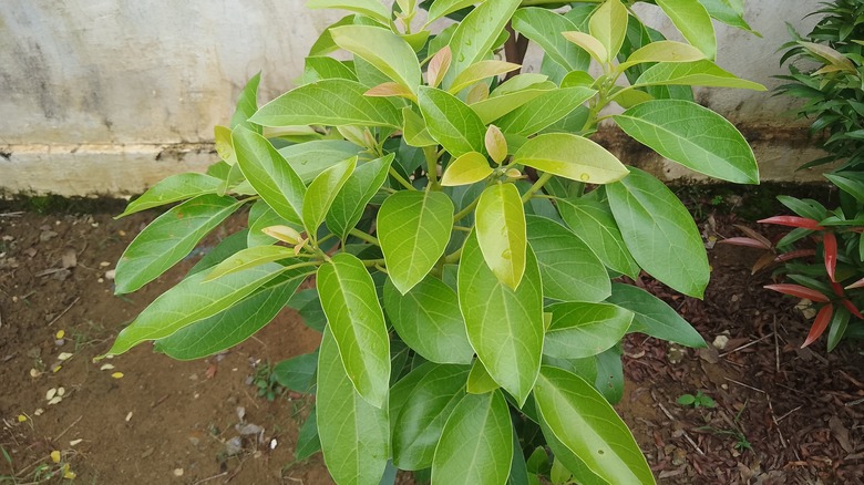 young avocado tree