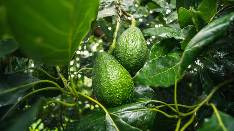 healthy avocado tree with fruit