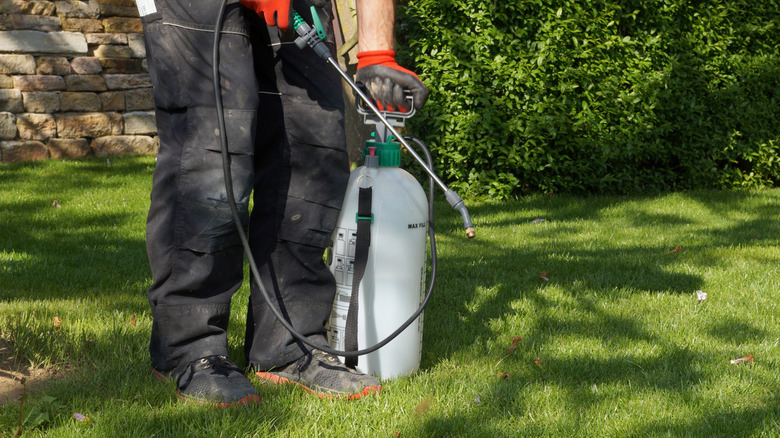 gardener spraying lawn for weeds