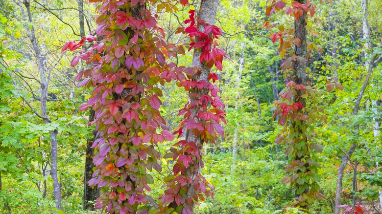 red poison ivy in autumn