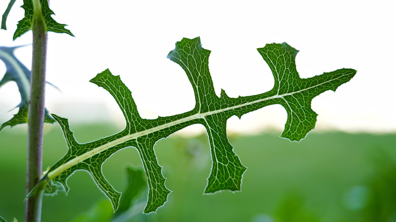 leaves from prickly lettuce weed