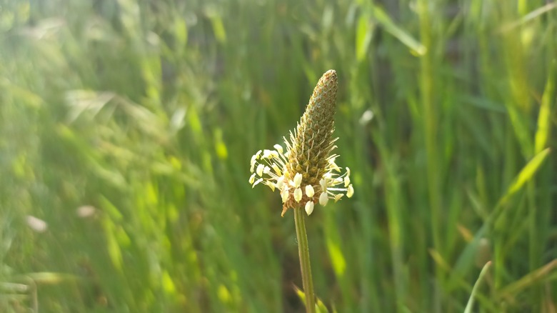 buckhorn plantain weed