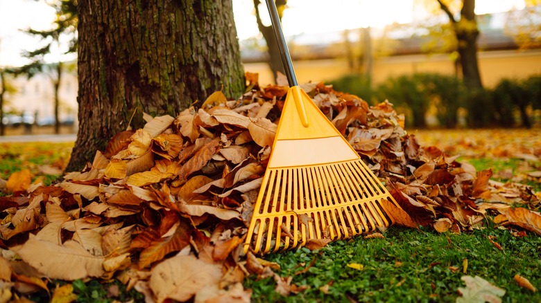 Raking up fall leaves