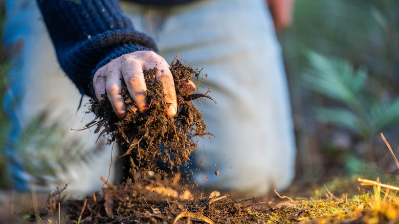 Picking up compost from pile