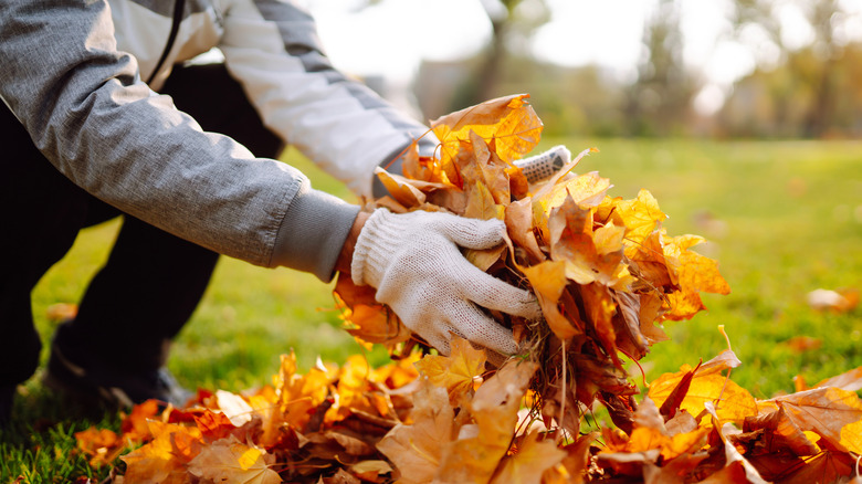 person gathering fallen leaves