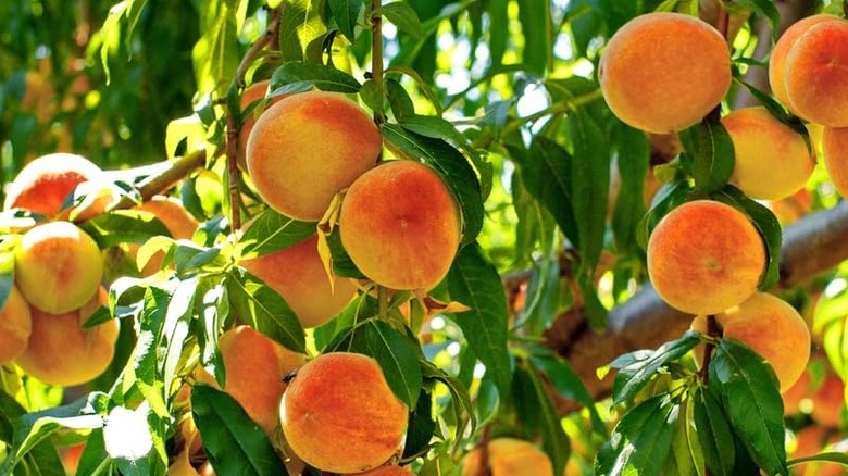 ripe white peaches on dwarf tree