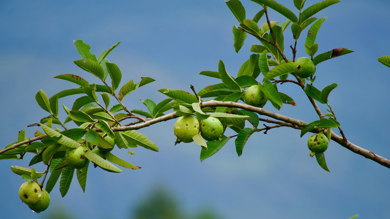 single tropical guava fruit tree branch