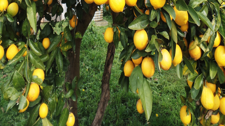 large meyer lemon tree with peak lemon harvest