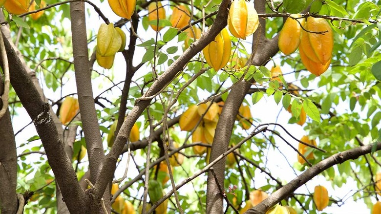 fully grown starfruit tree with hanging fruits