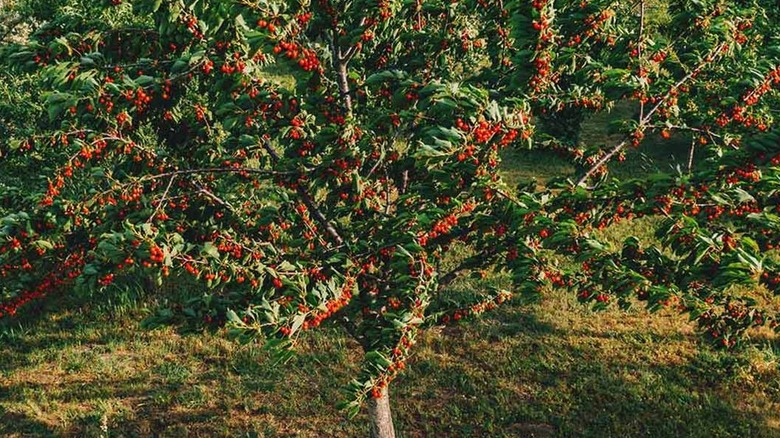 ripe montmorency cherries hanging on mature tree