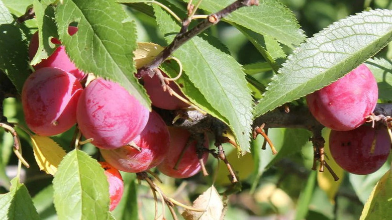 fully ripe wild plums on outdoor tree