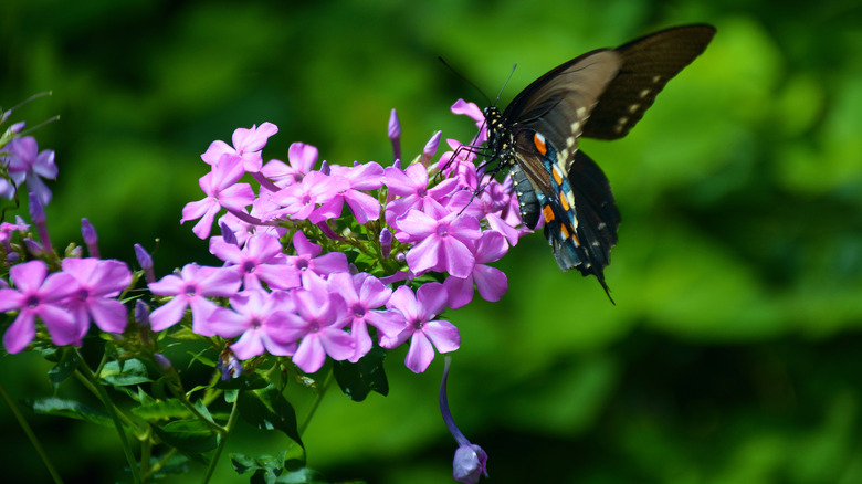 Butterfly on creeping phlox flowers