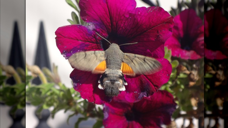 Hummingbird hawk-moth on petunia