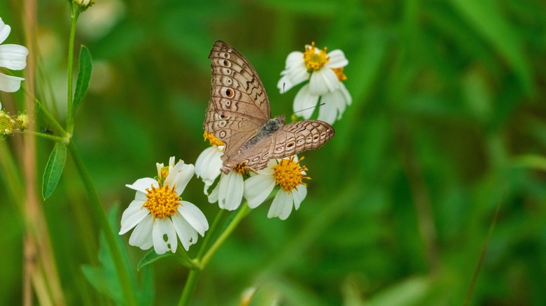 Butterfly on Roman chamomile