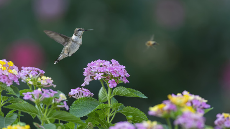 Hummingbird and honeybee in yard