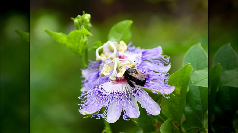 Bumblebee on passionflower