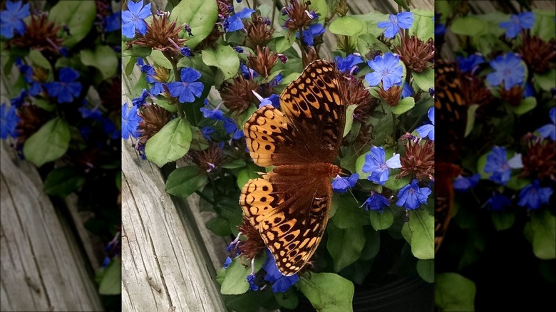 Butterfly on perennial plumbago