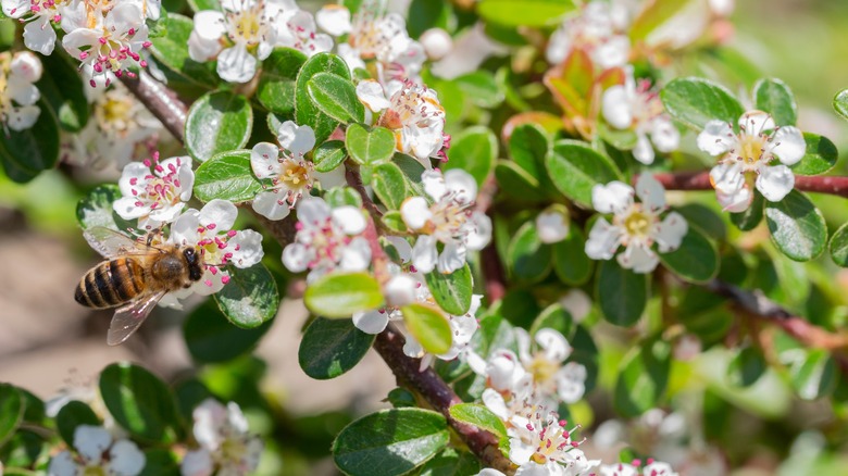 Bee on bearberry cotoneaster