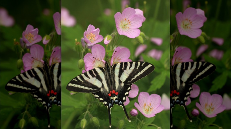 Butterfly on wild geranium