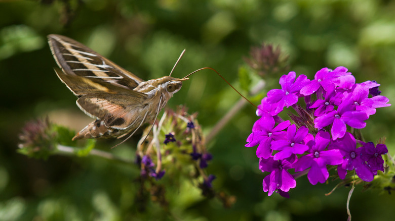 Moth near rose verbena flowers