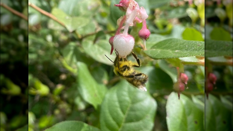 Bee on salal flower