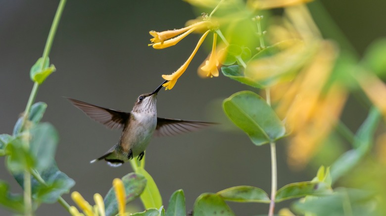 Hummingbird near trumpet honeysuckle