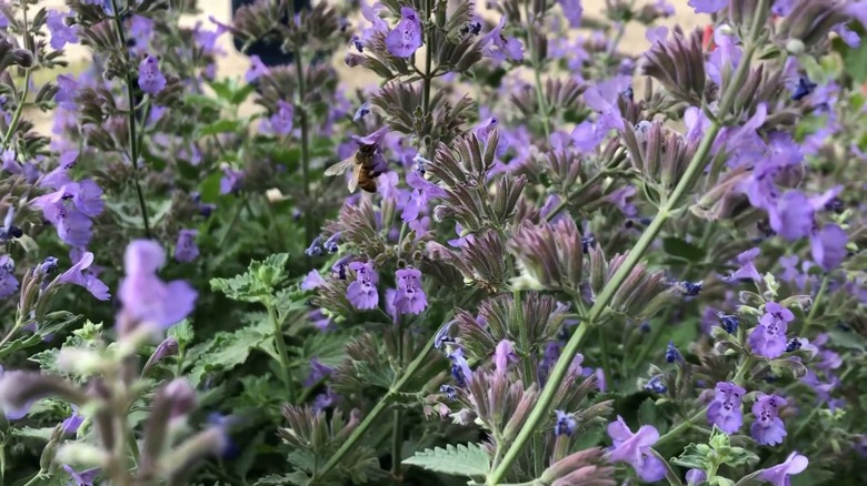 Bee on 'Walker's Low' catmint