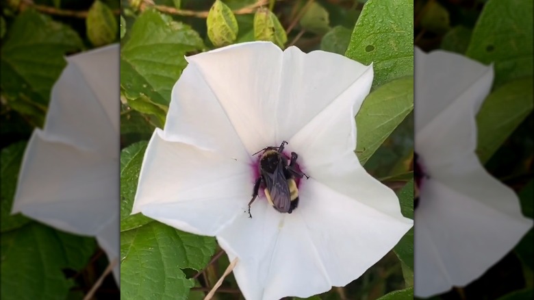 Bee on wild potato vine flower