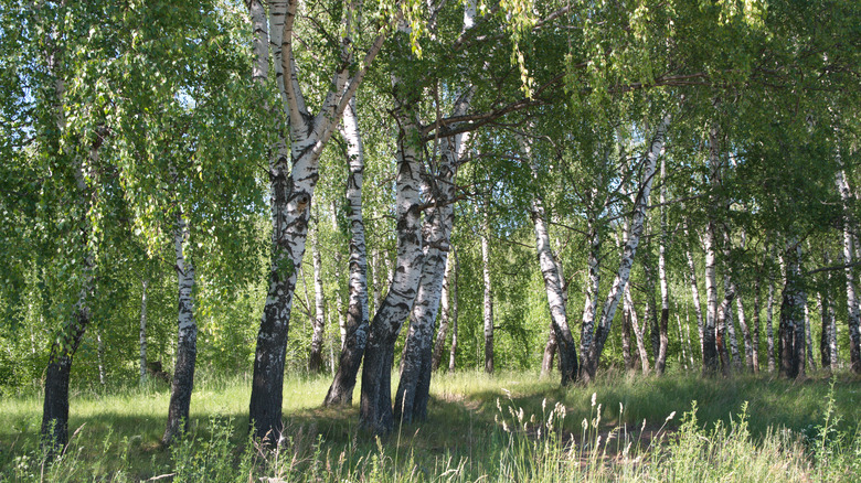 Group of birch trees