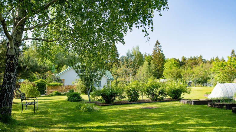 yard with trees and shrubs