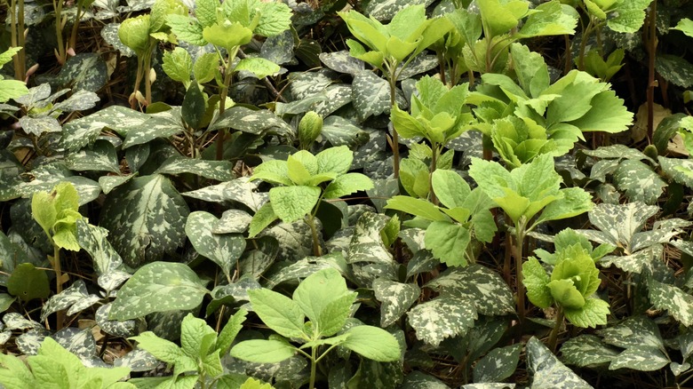 Allegheny spurge