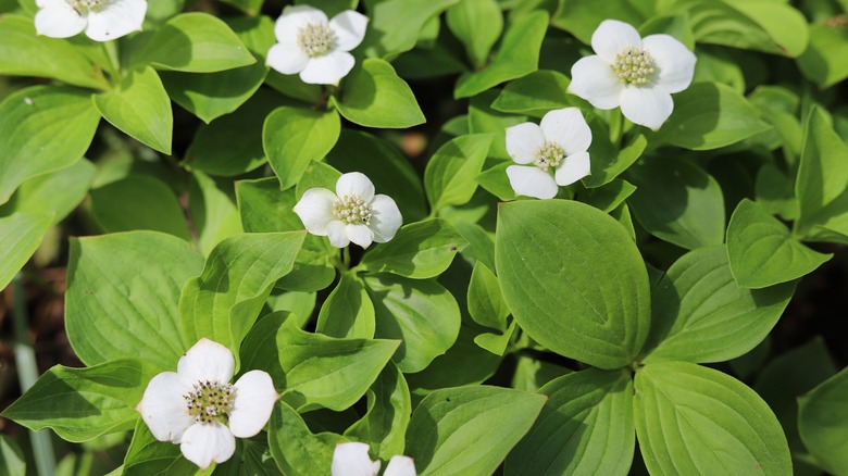 Bunchberry plant with white flowers