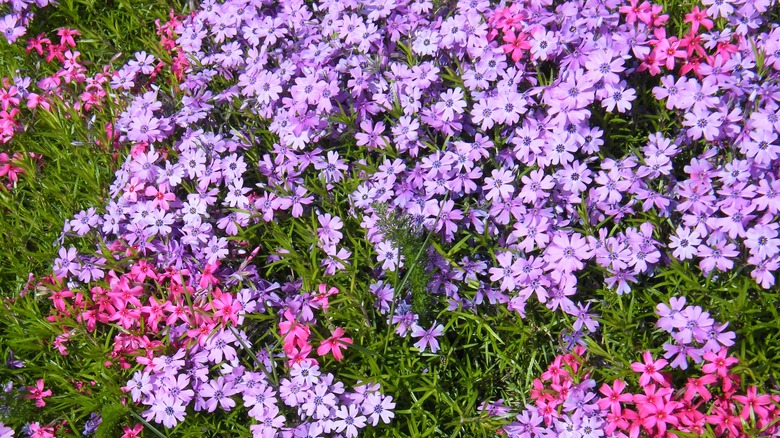 Creeping phlox with purple flowers