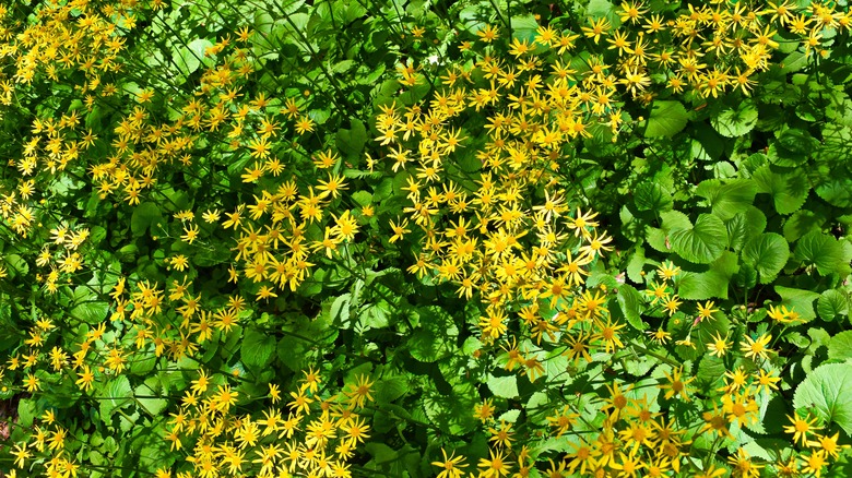 Golden ragwort flowers