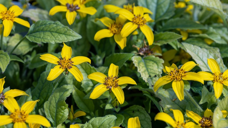 Goldenstar with yellow flowers