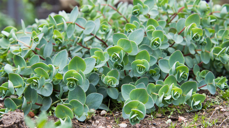 Oregon stonecrop