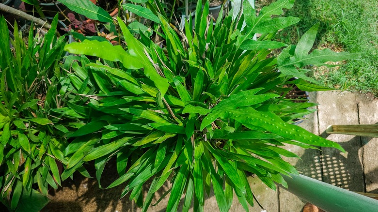 Seersucker sedge plant