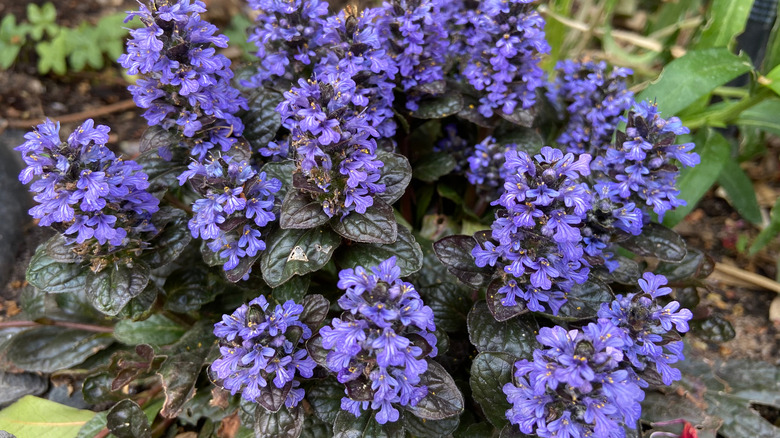 Ajuga with purple flowers