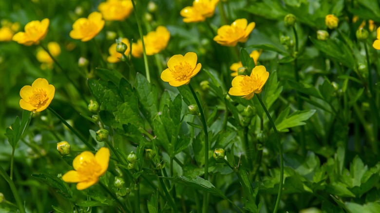 Creeping buttercup flowers