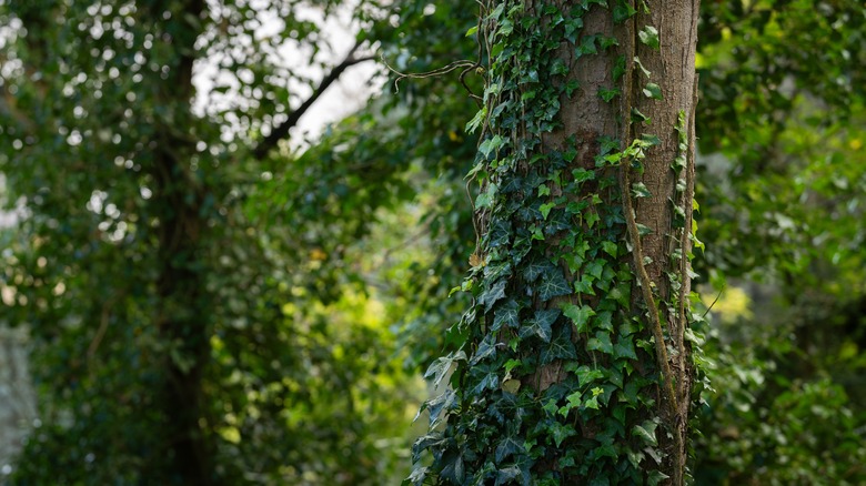 Ivy growing on a tree