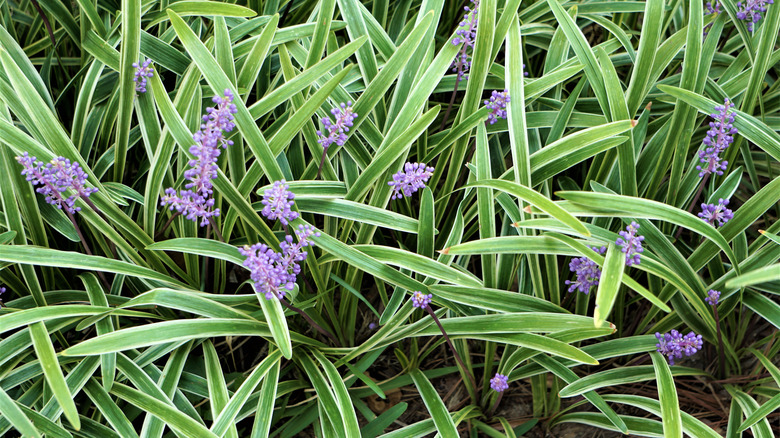 Liriope with purple flowers