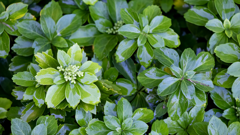 Japanese pachysandra