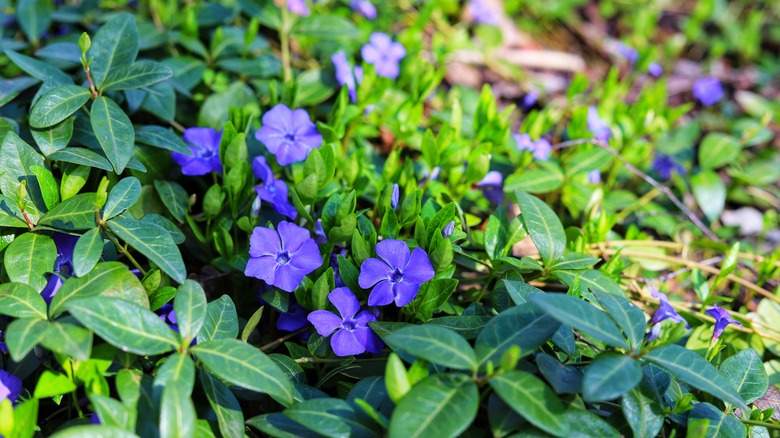 Vinca minor with purple flowers