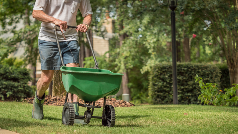 Person fertilizing lawn with spreader