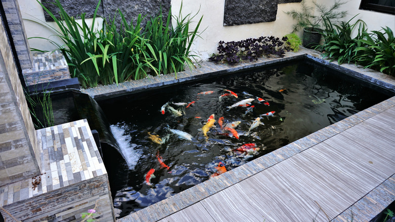 Koi pond