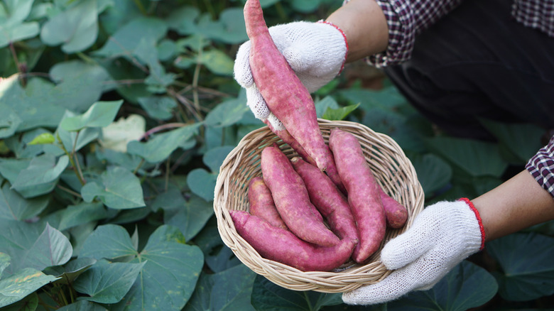 A gardener holds a basket filled with sweet potatoes among healthy growing vines